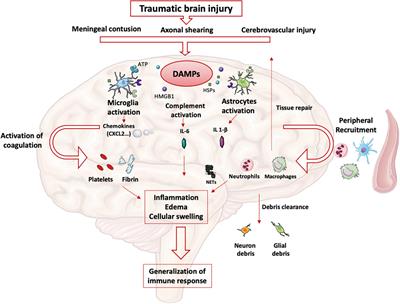 Immune modulation after traumatic brain injury